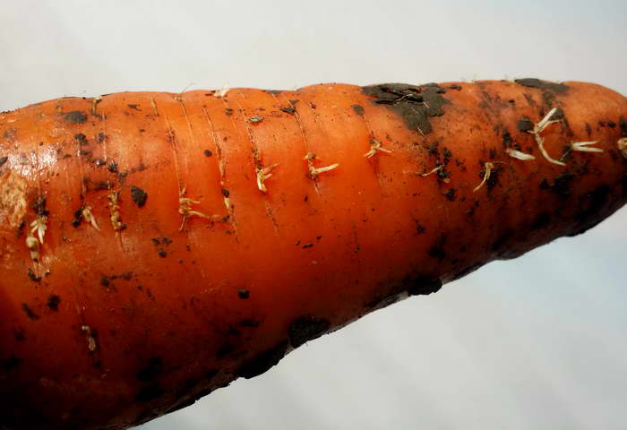 Можно ли есть проросшую морковь